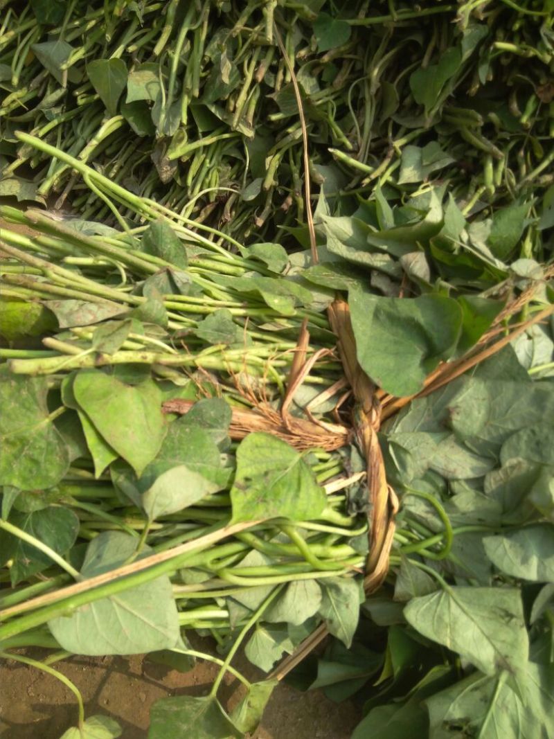 红薯苗15~25cm