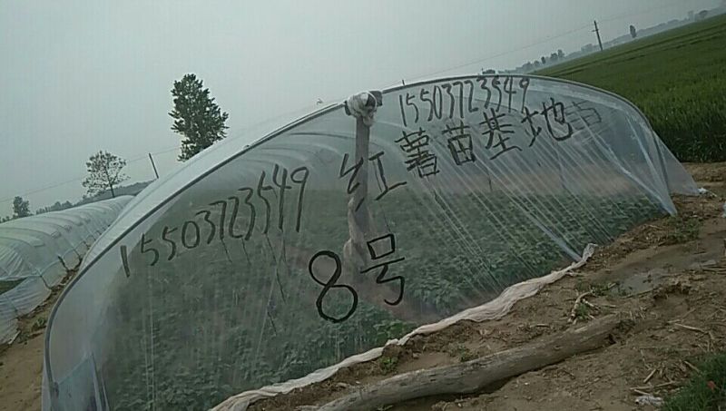 红薯苗15~25cm