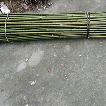绿竹2~3m