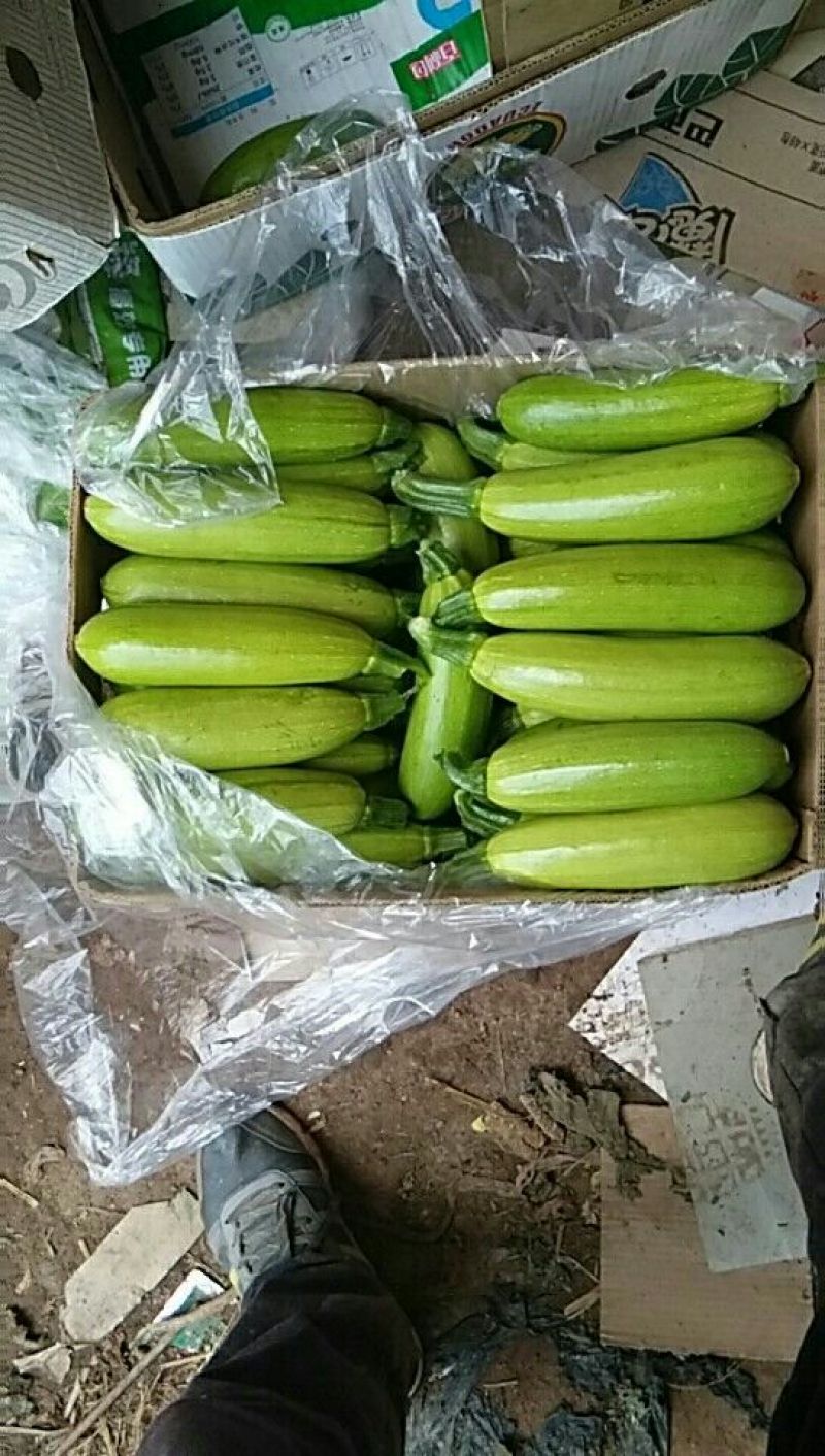 绿皮西葫芦0.8斤以上