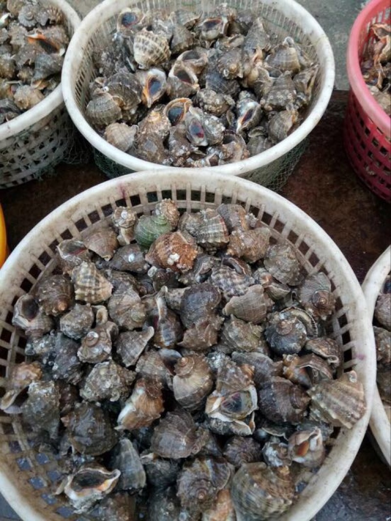 大海螺螺6量到1斤
