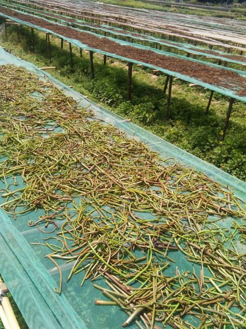 蕨菜蕨菜干龙爪菜山野菜
