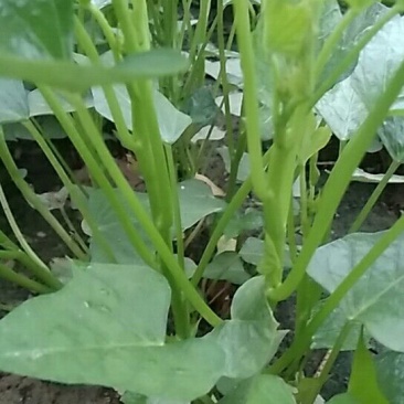 红薯苗25~35cm