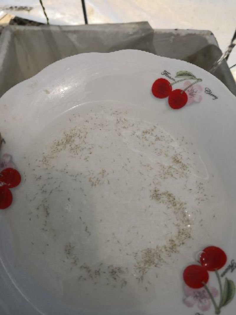 泥鳅苗统货
