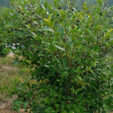长林油茶苗70~100cm都是五年以上的嫁接油茶苗