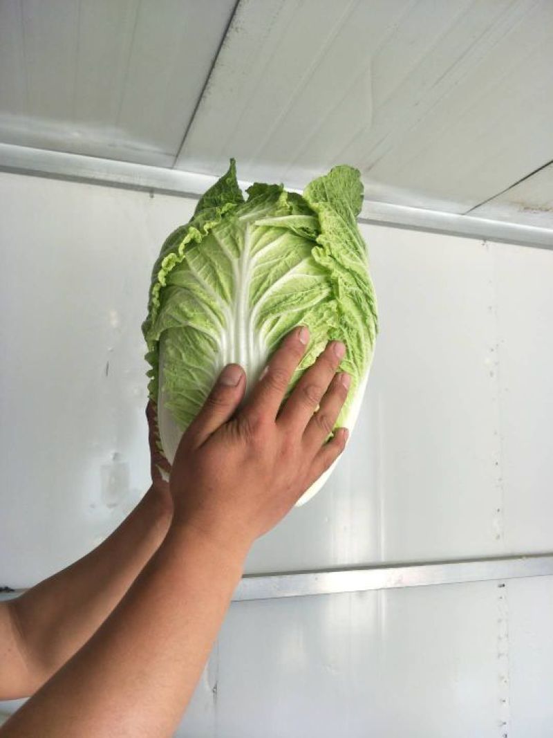 黄心白菜质量好价格不贵，加工厂，泡菜厂电商，市场