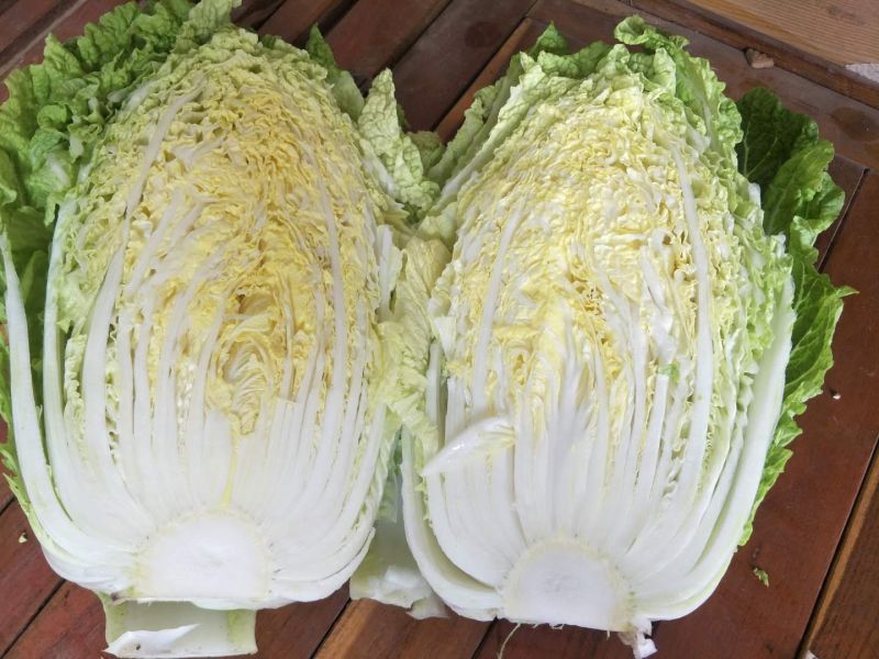 黄心白菜质量好价格不贵，加工厂，泡菜厂电商，市场