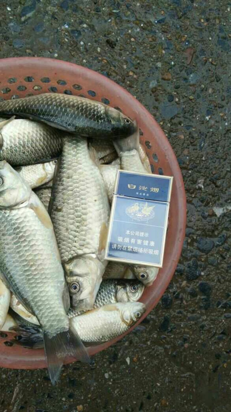鲫鱼