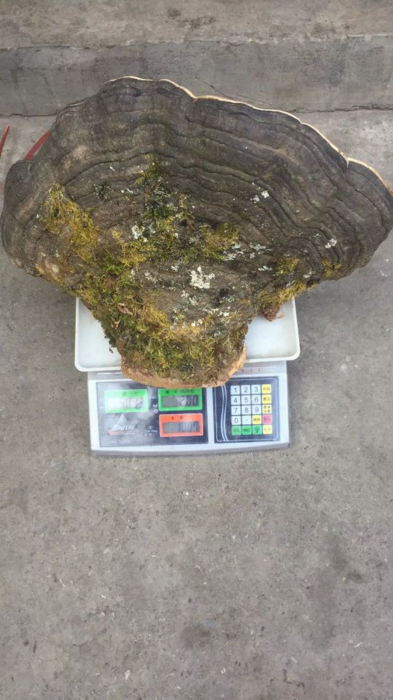 树舍灵芝60~65公分木灵芝
