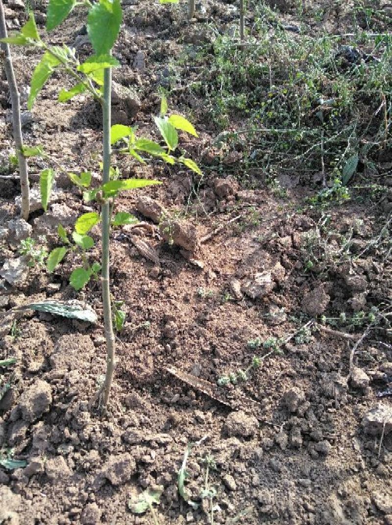 桑树30~40cm