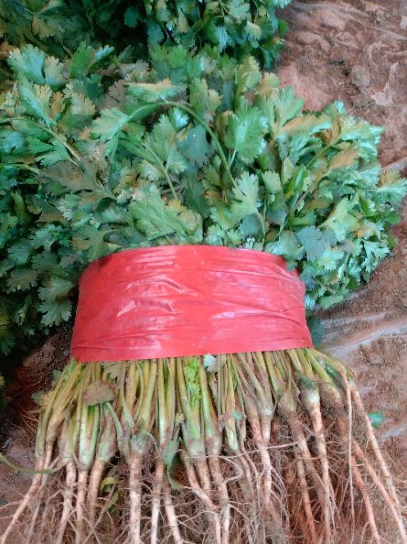 大叶香菜20~30厘米