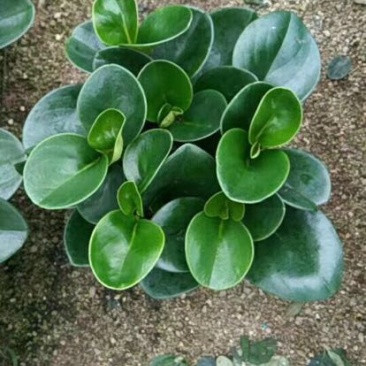 豆瓣绿