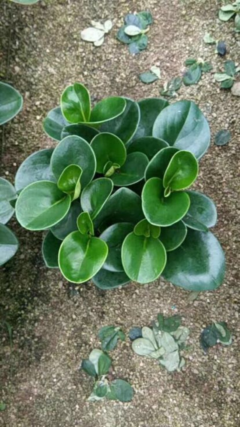 豆瓣绿