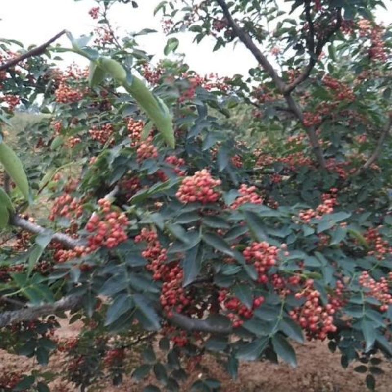 大红袍花椒一级干