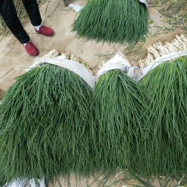 香葱小葱35~40cm