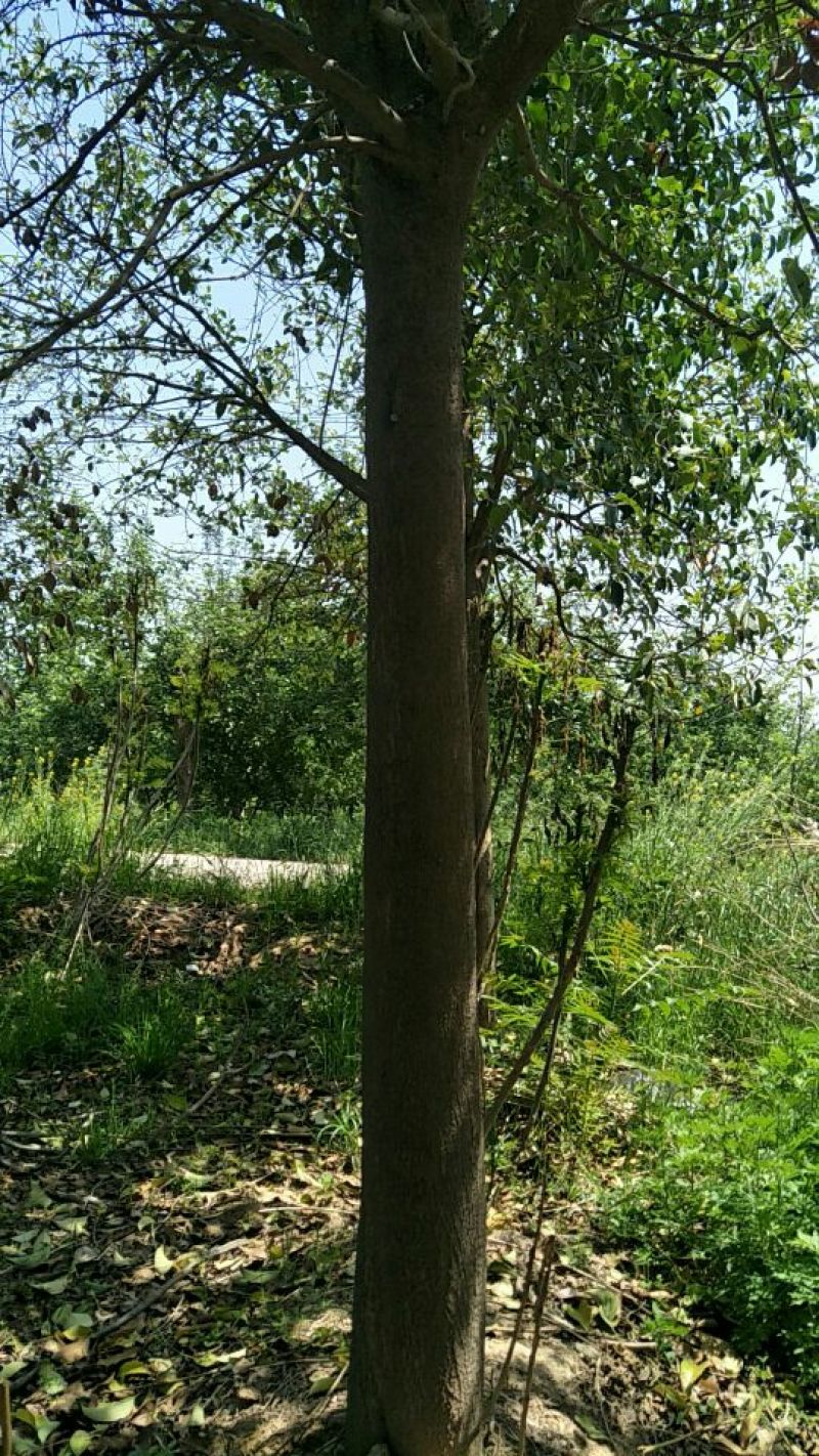 大叶女贞16~18cm