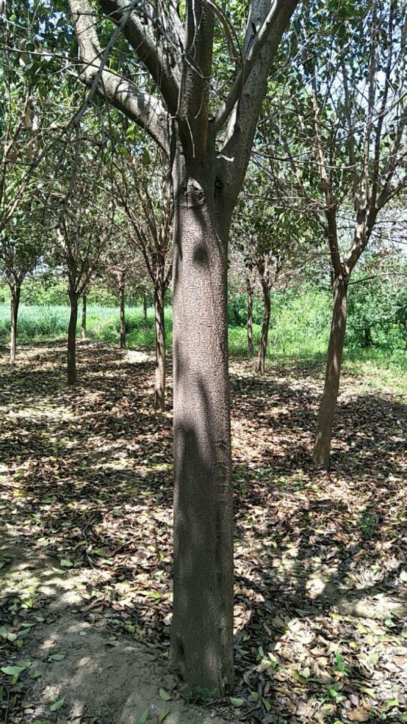 大叶女贞16~18cm