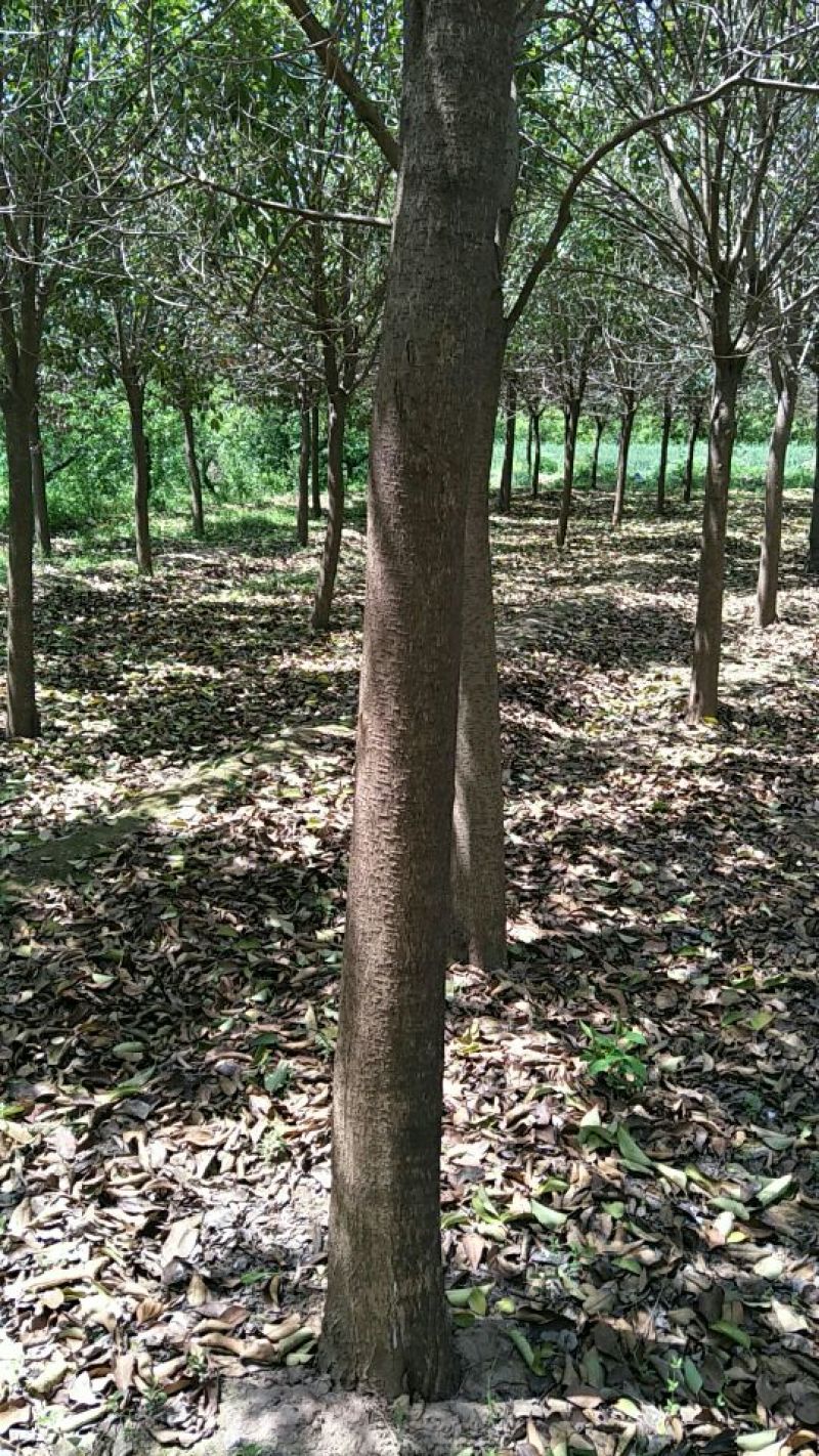 大叶女贞16~18cm