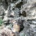 湖南湘西高山岩崖野百花土蜂蜜
