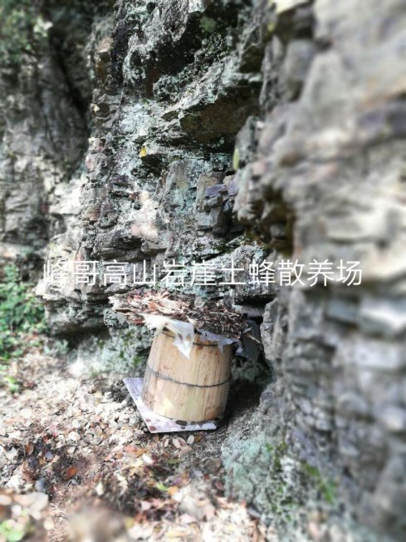湖南湘西高山岩崖野百花土蜂蜜