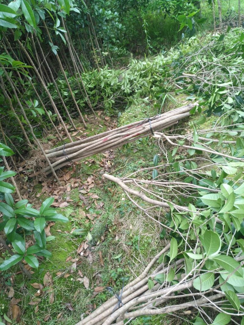 喜得贵籽桂苗1-4公分，5-8公分，12-16公分