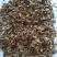 独活独活籽