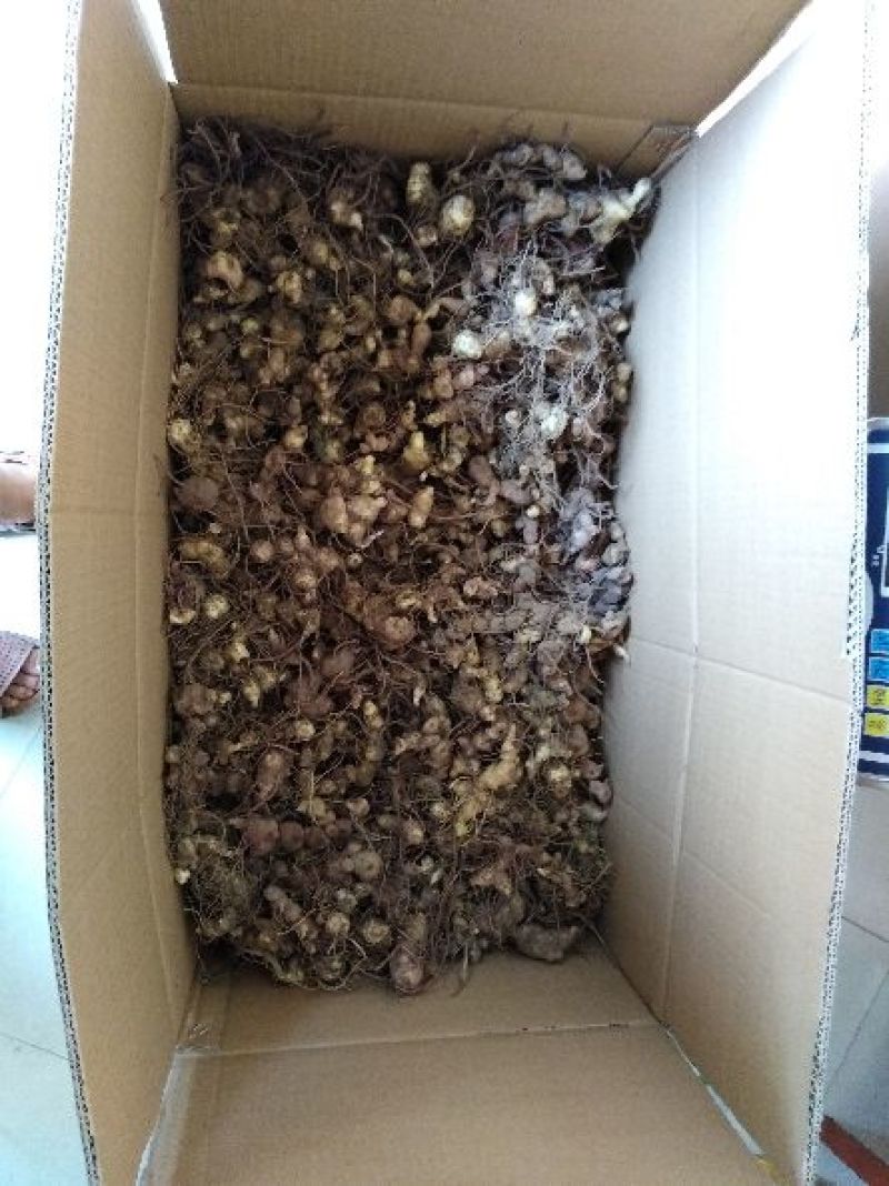 黄精块茎育苗（经过人工训化成活率以及抗病率提高）