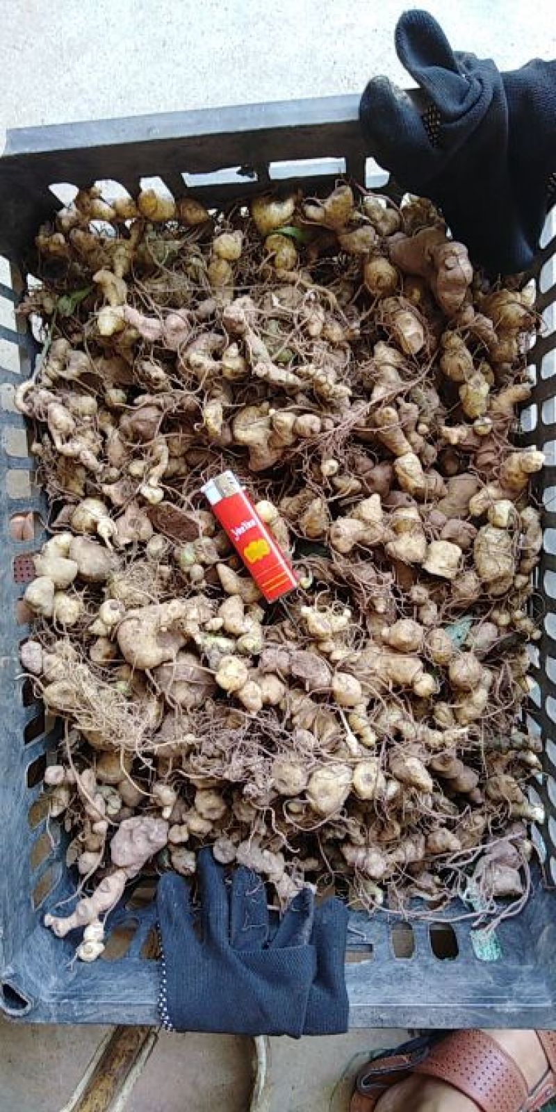 黄精块茎育苗（经过人工训化成活率以及抗病率提高）