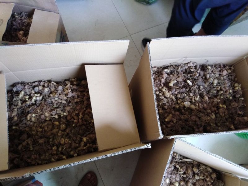黄精块茎育苗（经过人工训化成活率以及抗病率提高）