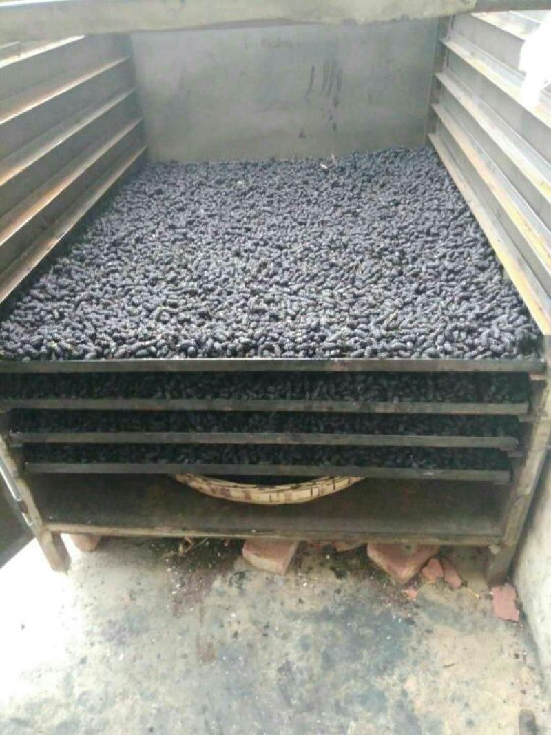 桑椹