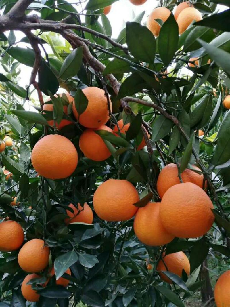 中华红血橙枝头鲜果，甜蜜蜜，水汪汪，果农采果装车