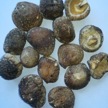 光面菇畸形菇和薄片菇，大量现货全国供应