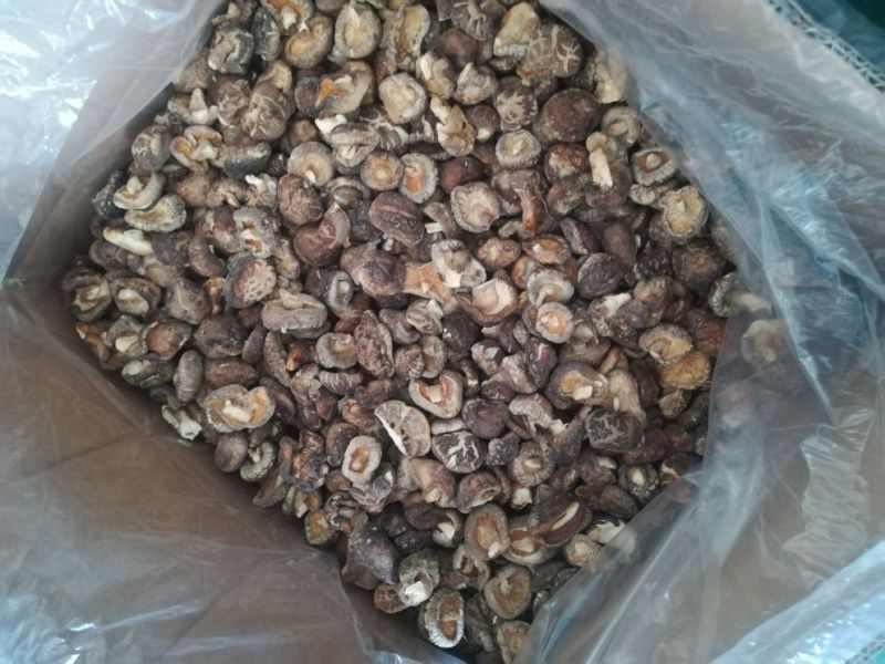 光面菇畸形菇和薄片菇，大量现货全国供应