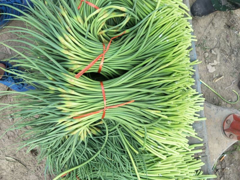 专业储存蒜薹冷库出租代收代存代发全国市场