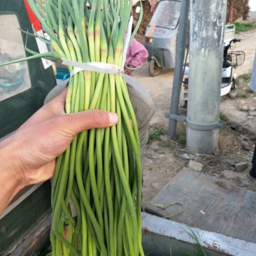 专业储存蒜薹冷库出租代收代存代发全国市场