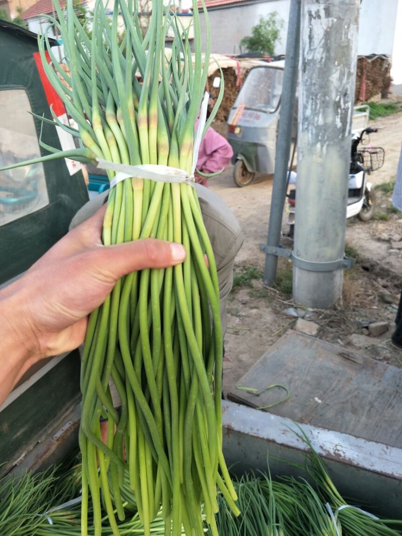 专业储存蒜薹冷库出租代收代存代发全国市场