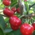 山东肥城市露天樱桃，品种多，果数量大，质量好，欢迎你