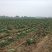 基地大金沟韭菜出口专用。