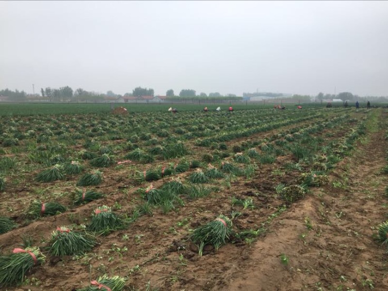 基地大金沟韭菜出口专用。