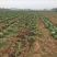 基地大金沟韭菜出口专用。