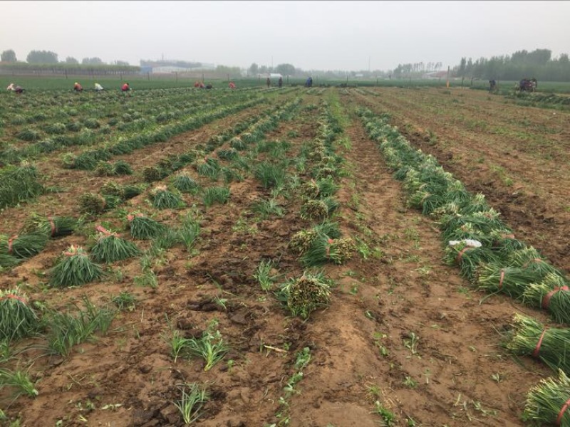 基地大金沟韭菜出口专用。