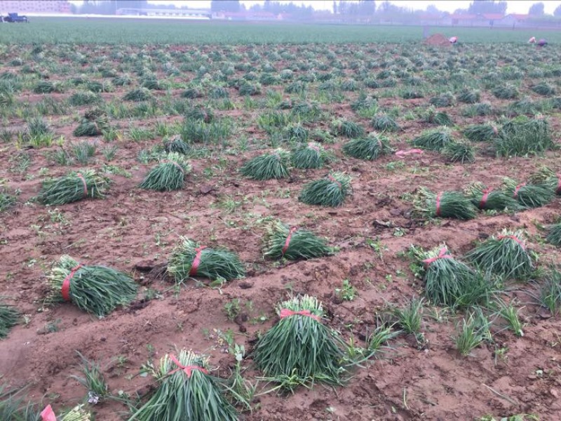基地大金沟韭菜出口专用。