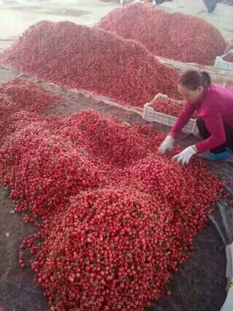 山东肥城市露天樱桃，品种多，果数量大，质量好，欢迎你
