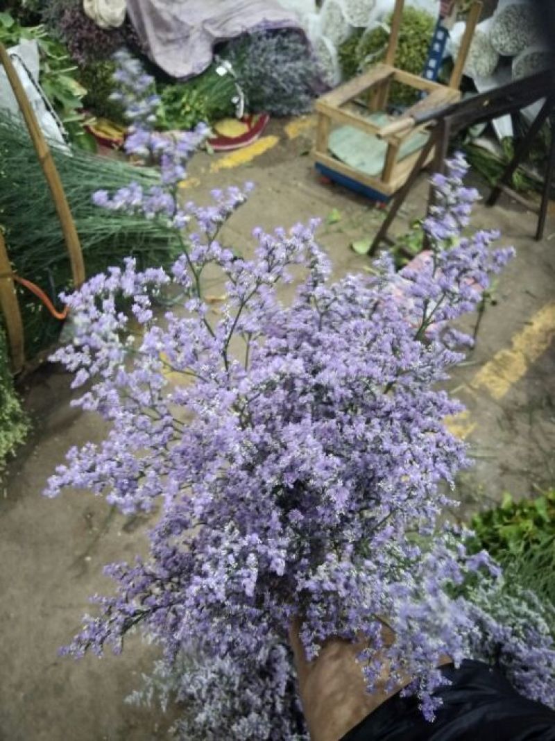 情人草