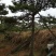 造型松14公分