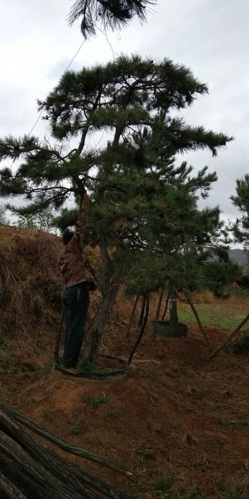 造型松14公分