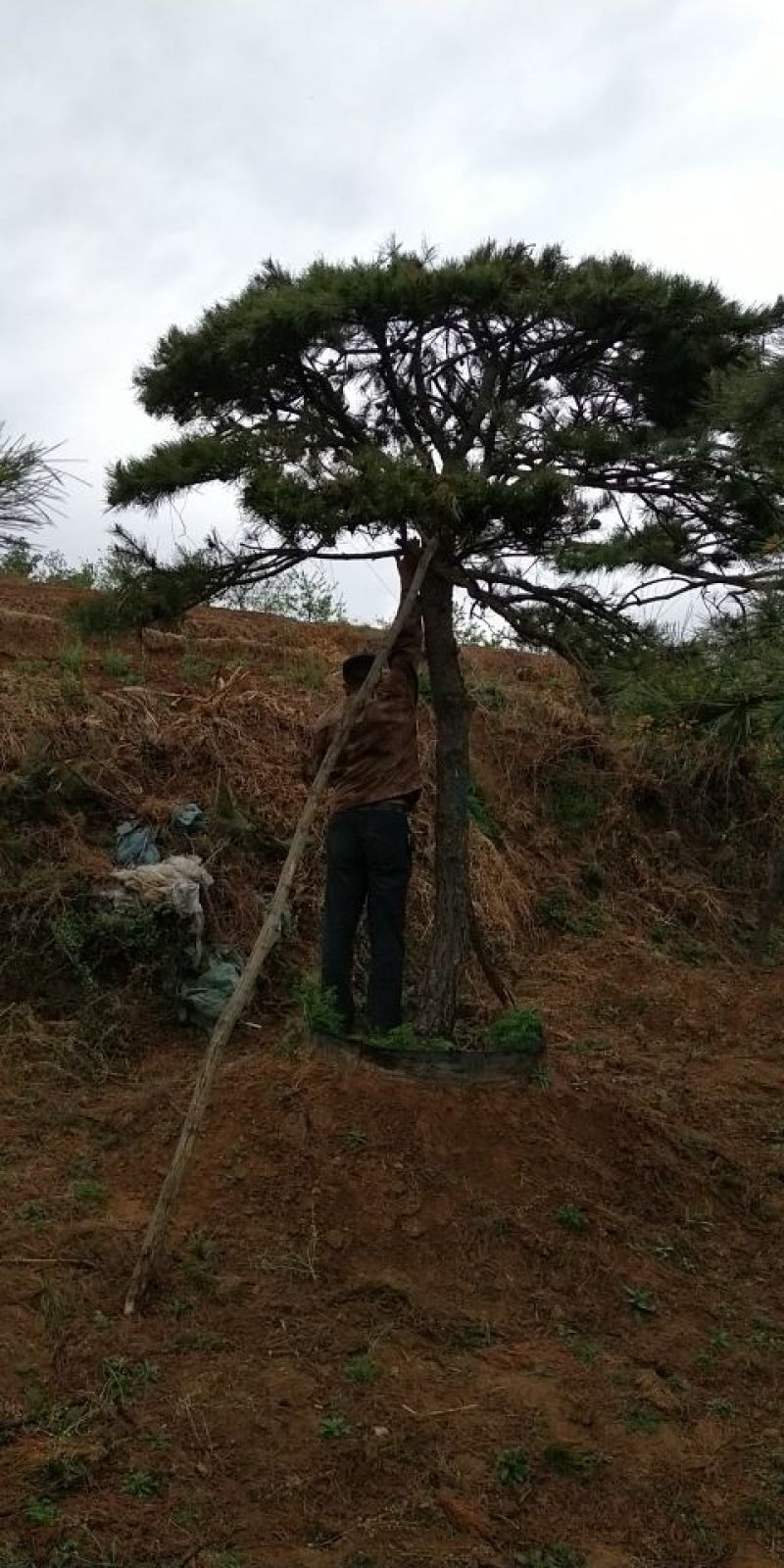 造型松14公分