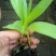 白芨种苗10~20cm