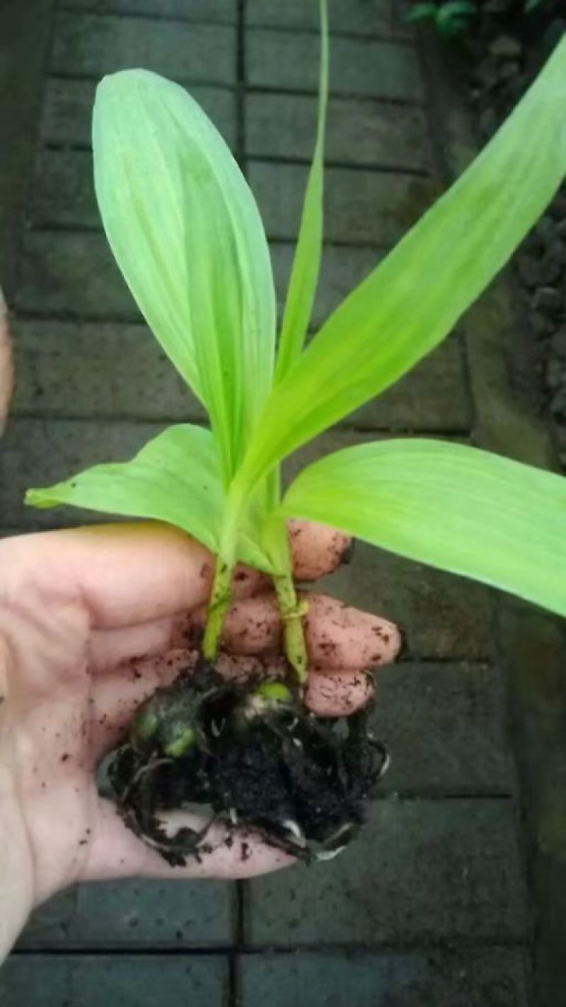 白芨种苗10~20cm