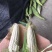糯玉米质量保证